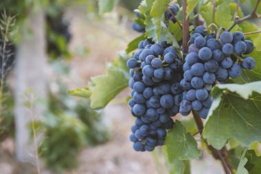mavi üzüm hasadı. Tarlalar şarap için olgunlaşmış üzümler.