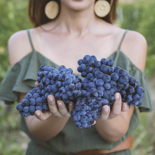 Raccolta Dell Uva Mani Delle Donne Con Uva Nera Appena — Foto Stock