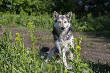 Doğadaki kurt gibi köpek, bekçi köpeği ya da av köpeği.