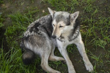 Doğadaki kurt gibi köpek, bekçi köpeği ya da av köpeği.