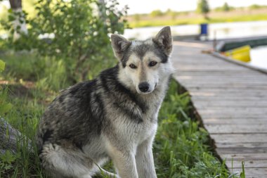Doğadaki kurt gibi köpek, bekçi köpeği ya da av köpeği.