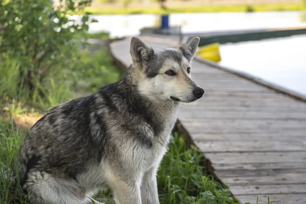 狼犬大自然中的狼犬 看门狗或猎狗 — 图库照片