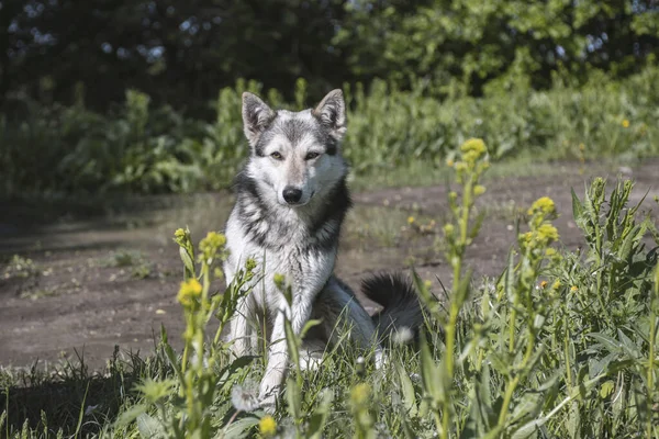 Chien Semblable Loup Dans Nature Chien Garde Chien Chasse — Photo