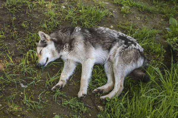 wolf-like dog sleeping in nature, watchdog or hunting dog