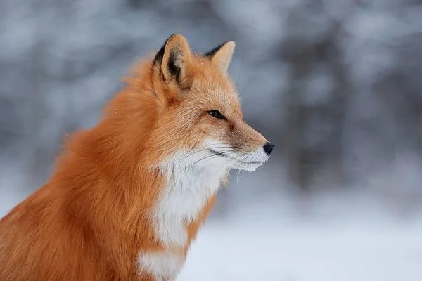 Portrait of red fox at the snow background