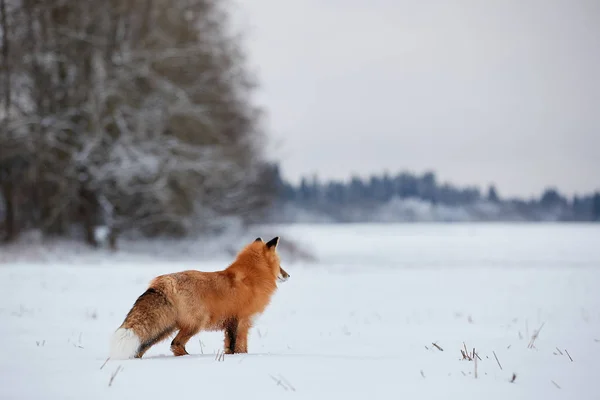 Червона Лисиця Стоїть Снігу Фоні Лісу — стокове фото