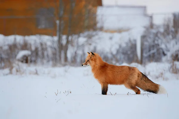 Renard Roux Tient Sur Neige Arrière Plan Forêt — Photo