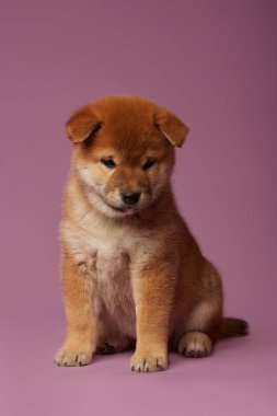 Pembe arka planda Shiba inu küçük sevimli köpek yavruları