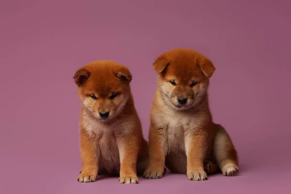 Pembe Arka Planda Shiba Inu Küçük Sevimli Köpek Yavruları — Stok fotoğraf