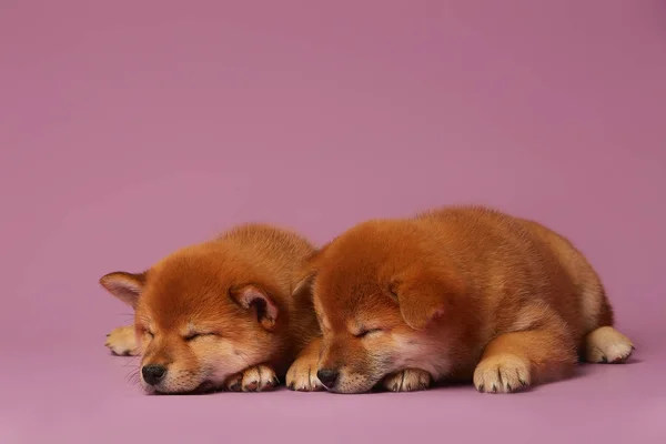 Shiba Inu Pequenos Filhotes Bonitos Fundo Rosa — Fotografia de Stock