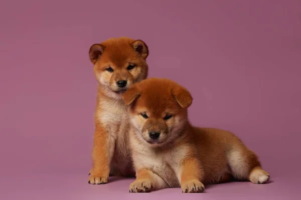 Pembe Arka Planda Shiba Inu Küçük Sevimli Köpek Yavruları — Stok fotoğraf