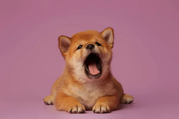 Pembe Arka Planda Shiba Inu Küçük Sevimli Köpek Yavruları — Stok fotoğraf