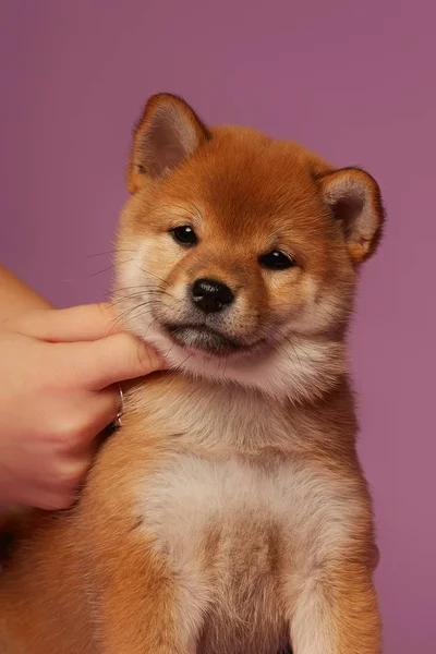 Shiba Inu Pequeños Cachorros Lindos Fondo Rosa —  Fotos de Stock