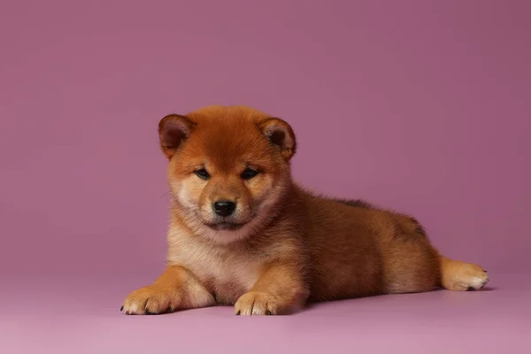 Pembe Arka Planda Shiba Inu Küçük Sevimli Köpek Yavruları — Stok fotoğraf