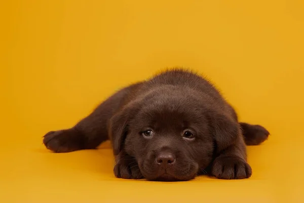 Leuke Kleine Chocolade Labrador Puppy Een Gele Achtergrond — Stockfoto