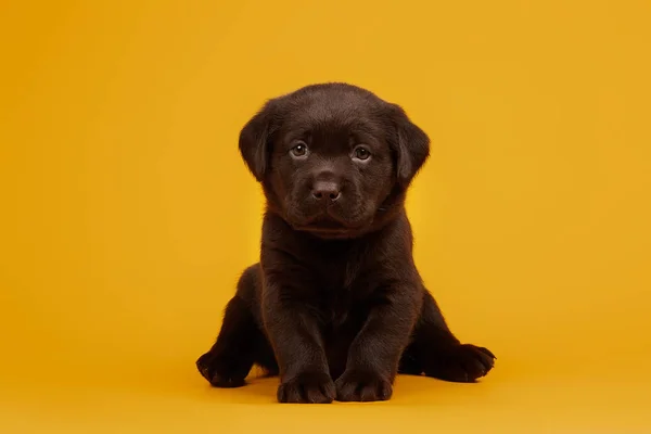 Leuke Kleine Chocolade Labrador Puppy Een Gele Achtergrond — Stockfoto