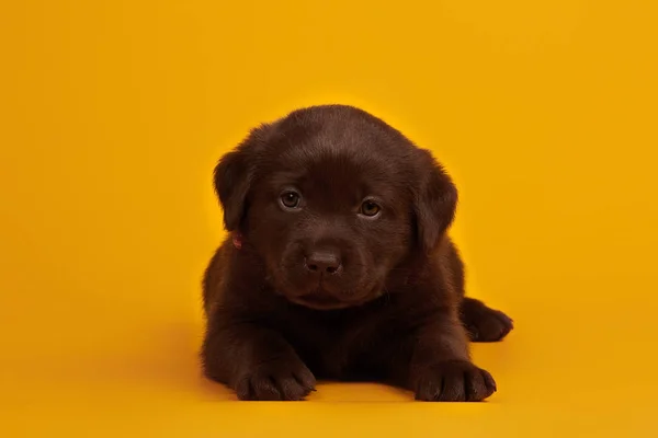 Sarı Arka Planda Küçük Şirin Bir Çikolata Labrador Köpeği — Stok fotoğraf