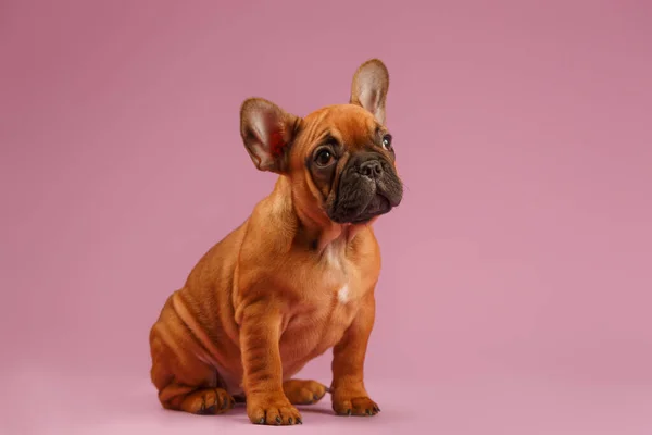 Französische Bulldogge Welpe Auf Rosa Hintergrund — Stockfoto