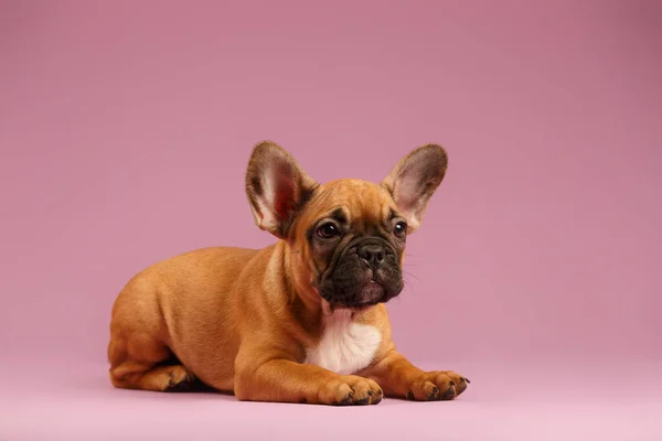 Französische Bulldogge Welpe Auf Rosa Hintergrund — Stockfoto