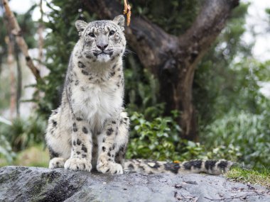 kar leoparı portre