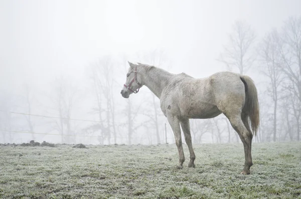 horse in field on foggy morning