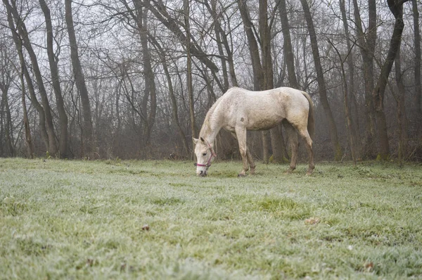 horse in field on foggy morning