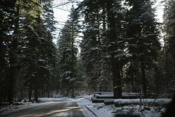 empty road in sunny winter forest