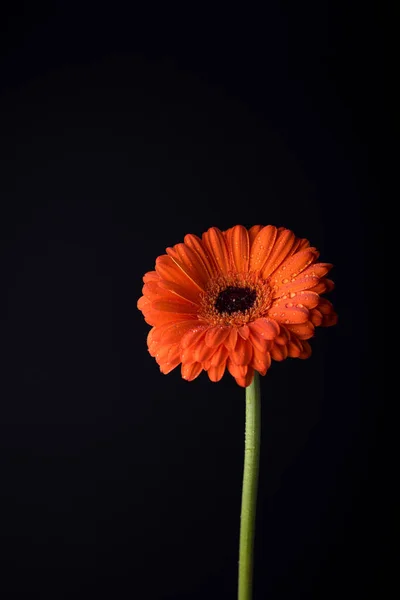 Orange Gerbera flower on black background with copy space