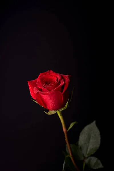 Beautiful red rose on black background with copy space