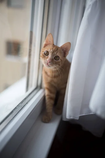 cute ginger kitten sitting on windowsill and looking at camera