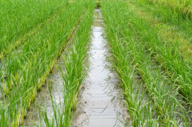 pirinç çiftlik arka plan