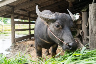 grupta çim yeme buffalo