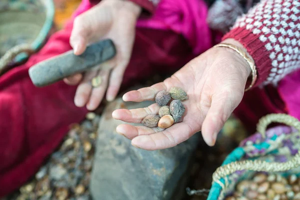 Processing argan seeds — Stock Photo, Image