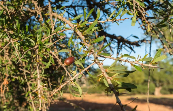 Árvore de Argan em Marrocos — Fotografia de Stock