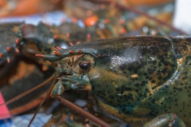 Close-Up Amerikan ıstakoz, Homarus americanus