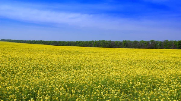 Желтое рапсовое поле летом с голубым небом — стоковое фото