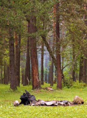 Bir çam ormanı içinde şömine