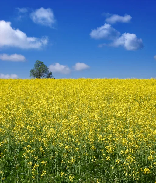 Gelbes Rapsfeld mit blauem Himmel — Stockfoto