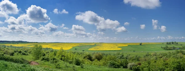 Желтое поле рапса. Летний пейзаж. Панорама . — стоковое фото