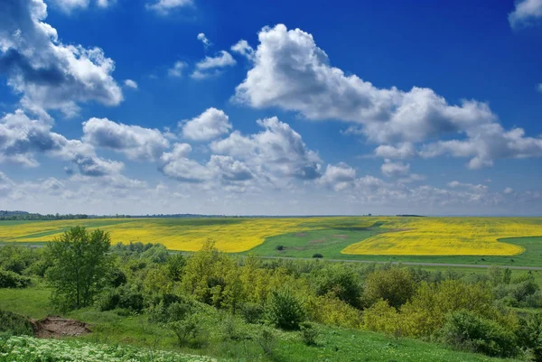 Жовте ріпакове поле і блакитне небо. Літній пейзаж . — стокове фото