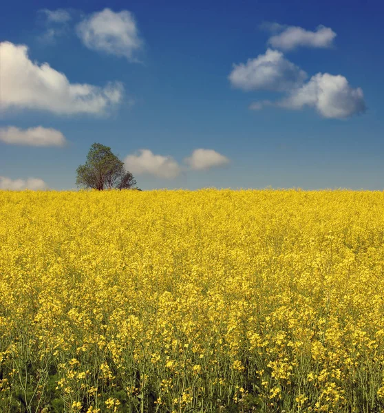 Gelbes Rapsfeld mit blauem Himmel — Stockfoto