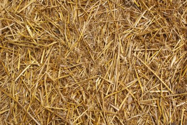 sarı saman kuru. doku