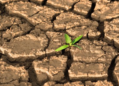 Kurutulmuş kırık çamura Filiz