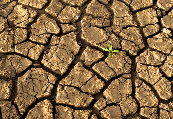 Sprout in dried cracked mud — Stock Photo, Image