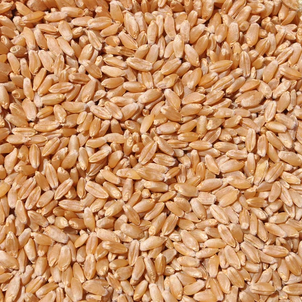 Семена пшеницы . — стоковое фото