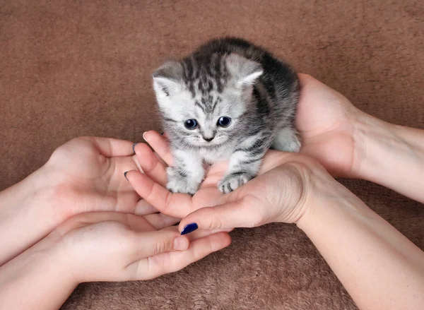 Transferência de gatinho de mão em mão — Fotografia de Stock