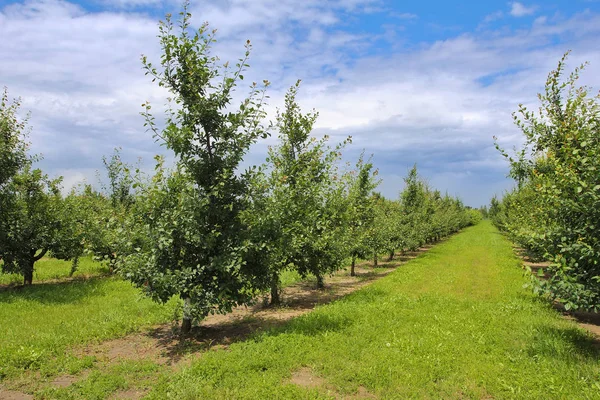 Rangées d'arbres dans le jardin — Photo