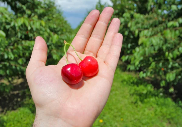 Man holding cherries on hand — Stock Photo, Image