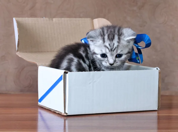 Kedi için bir kutu içinde — Stok fotoğraf