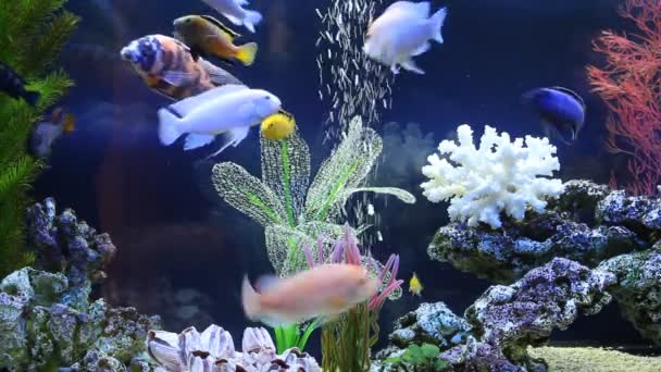 Alimentar os peixes no aquário. Cichlids do Lago Malawi — Vídeo de Stock